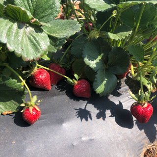 又是一年草莓季🍓...