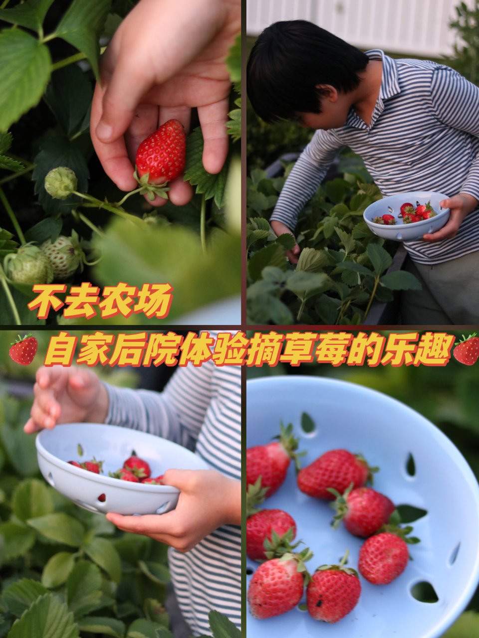 🍓夏日自家后院摘草莓的乐趣草莓🍓...
