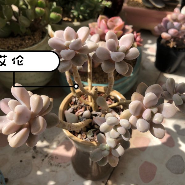 晒货图片