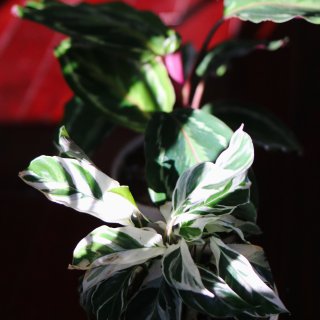 Crazy Plant Lady🌿｜绿植...
