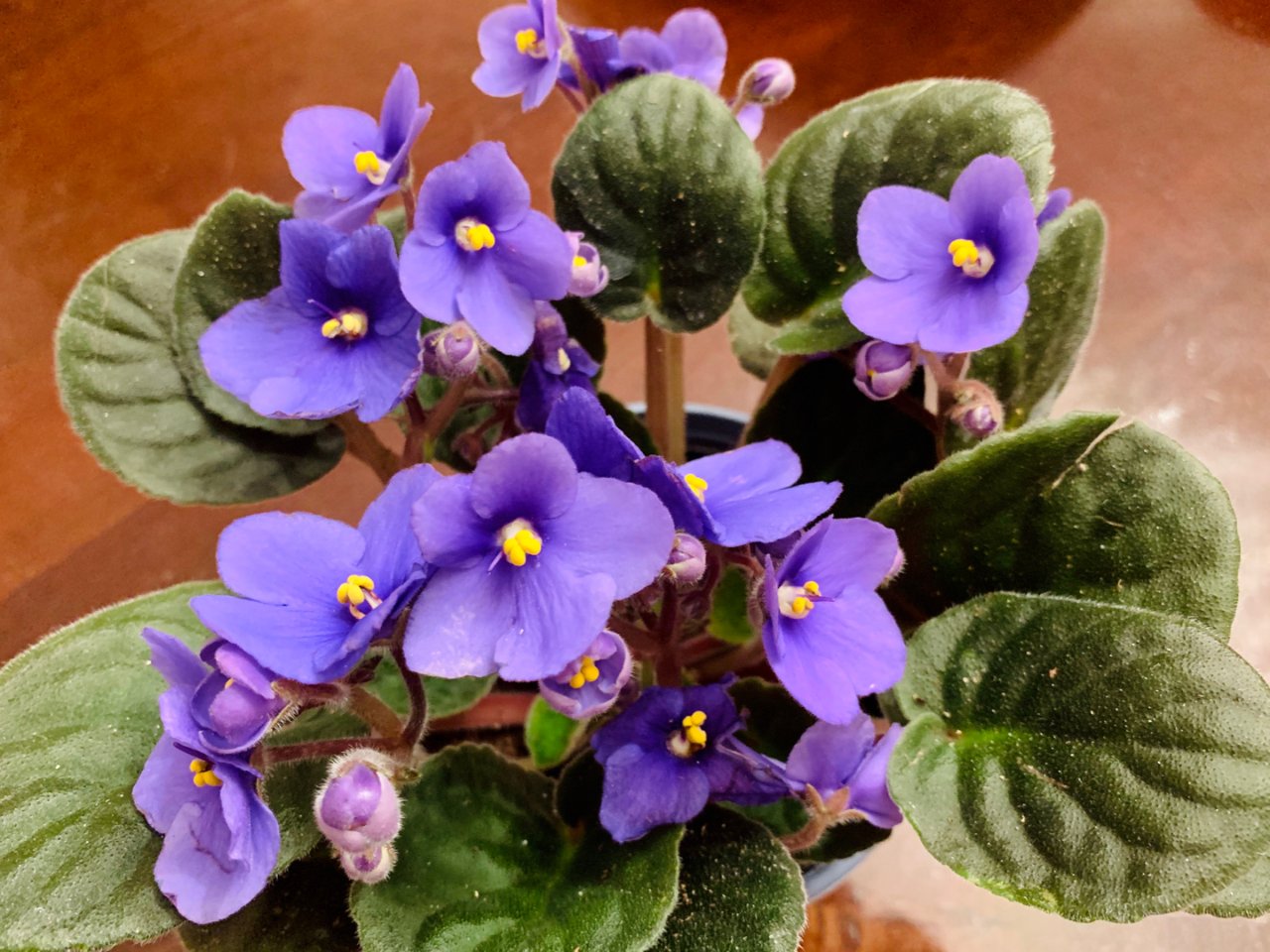 春季流行色的小紫花...