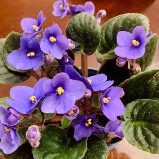 春季流行色的小紫花...