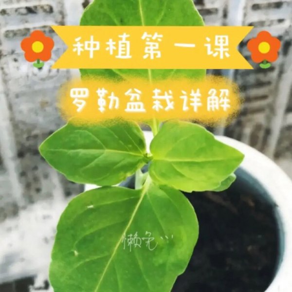 晒货图片