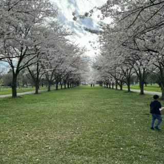 在费城樱花公园看日食...