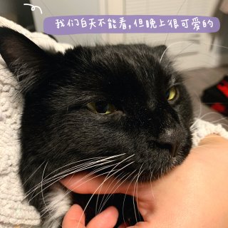 猫粮分享｜猫吃播vlog1，SC冻生肉粮...