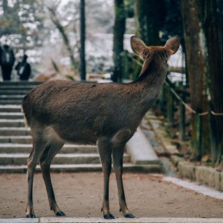圣诞季在奈良撸鹿🦌...