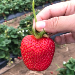 SD 摘草莓🍓推荐！...