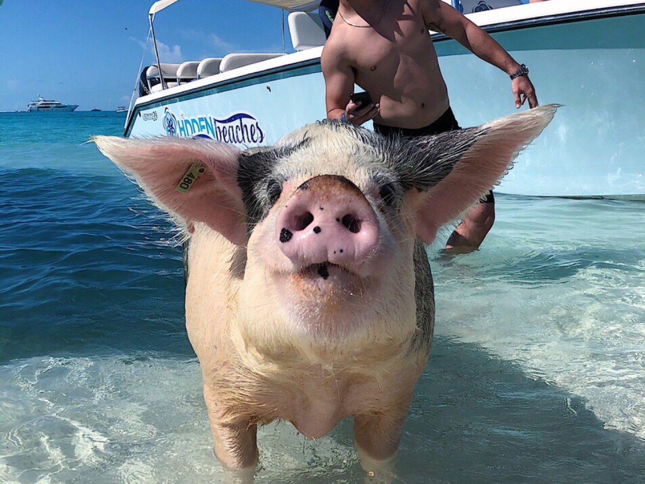 巴哈马🇧🇸猪岛pig island不完全...
