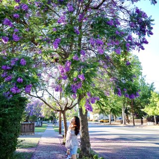 北加州南灣藍花楹，紫色花海感受夏天的氣息...