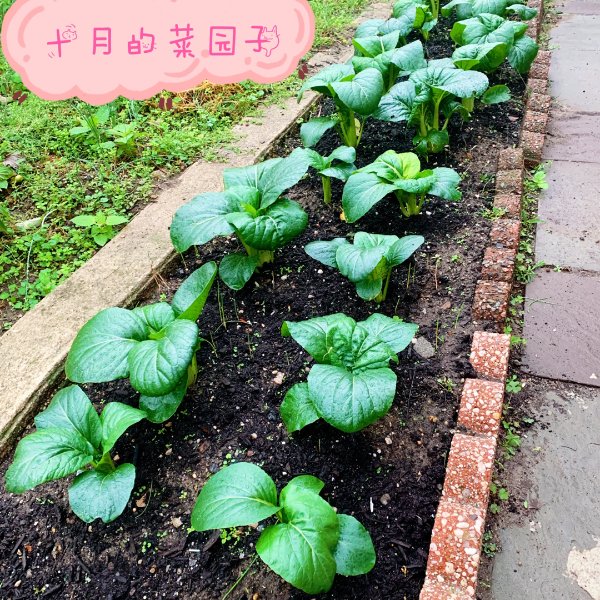 晒货图片