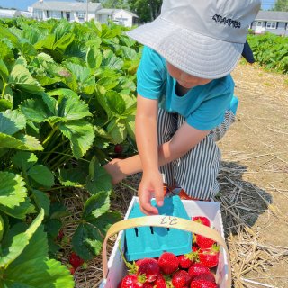 🍓4Town Farm这里的草莓真的又大...