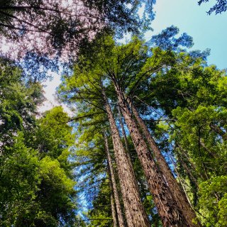 轻松Hiking——Redwood Pa...
