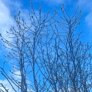 今日破案，家门前的“银柳树”是星花木兰...