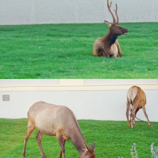 Elk,猛犸象热泉区度假村酒店