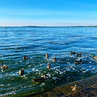 湖水浪🌊打浪，小鸭鸭🦆🦆们的聚会...