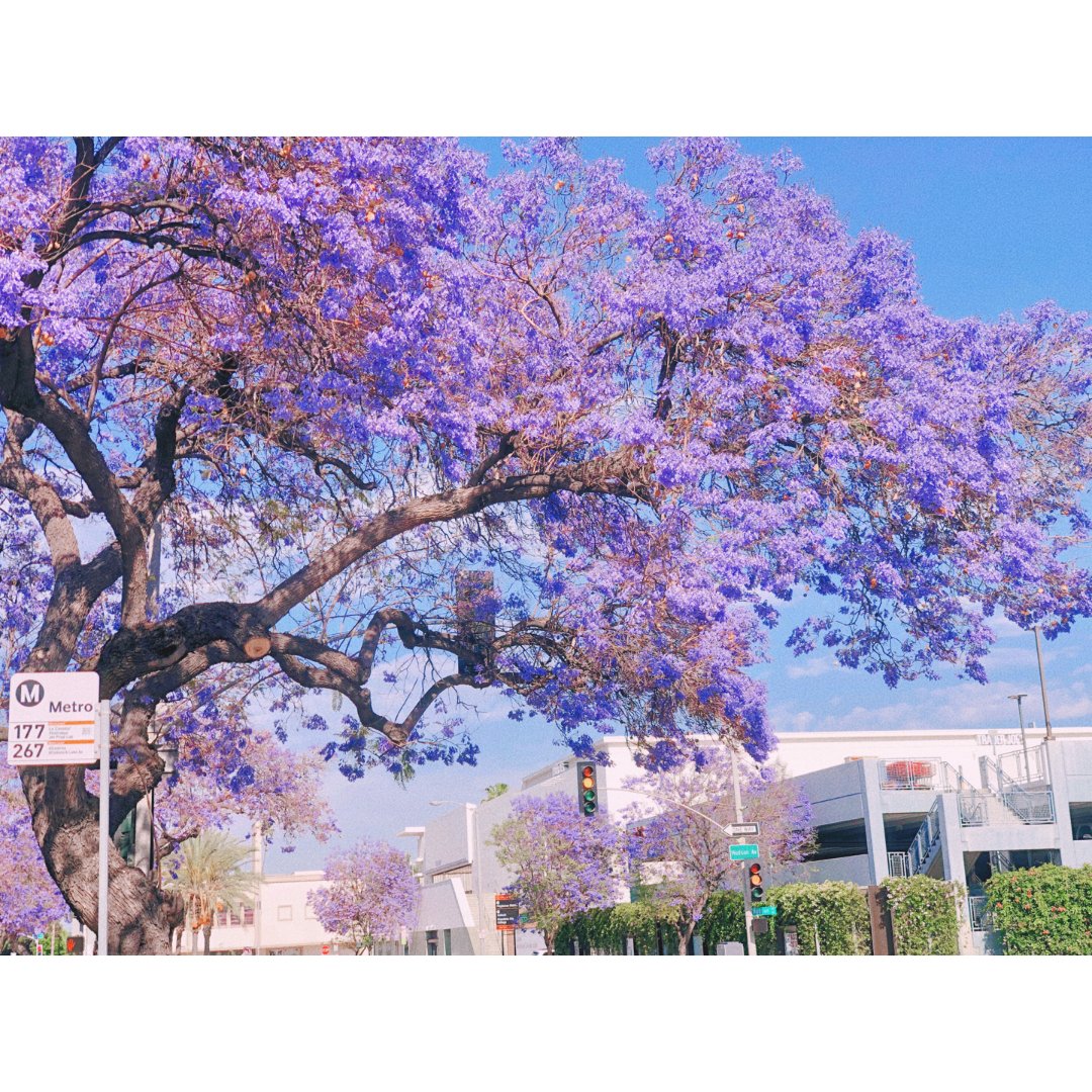 洛杉矶赏花 夏天神花紫色花雨蓝花楹超梦幻 北美省钱快报dealmoon Com 晒货