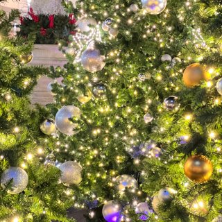 寻找华盛顿DC圣诞树🎄是有星星雪花陪伴的...