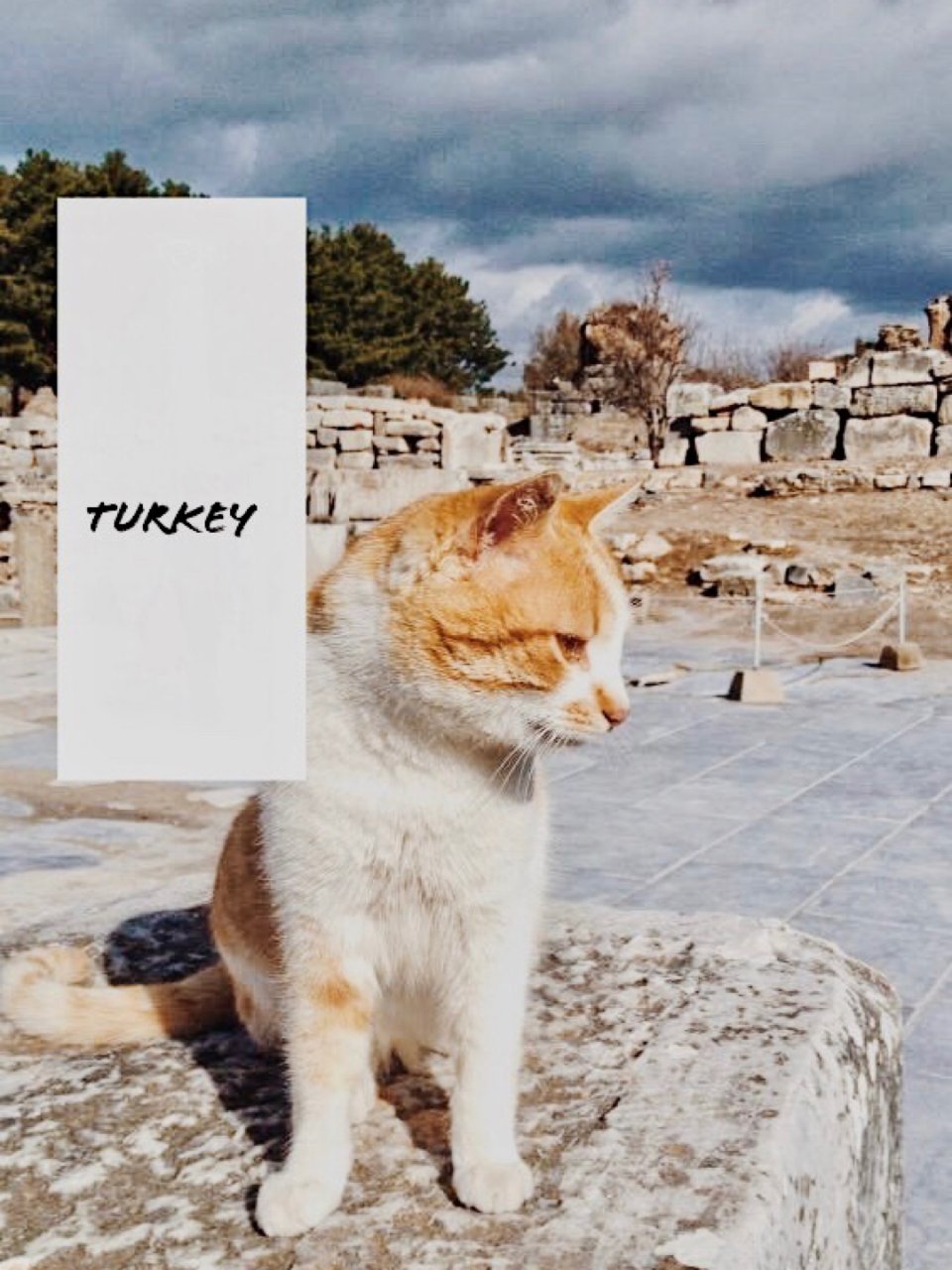 土耳其🇹🇷：以弗所的猫🐈与棉花堡☁️...