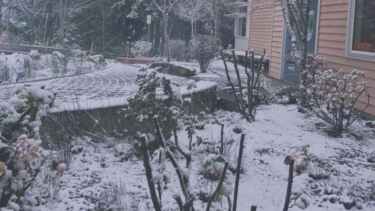 十二月西雅图下的雪 又美又冷