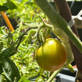 今年种西红柿的小心得记录...