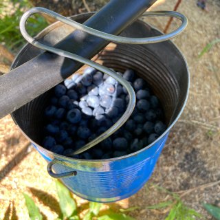 西雅图周末好去处：摘蓝莓...