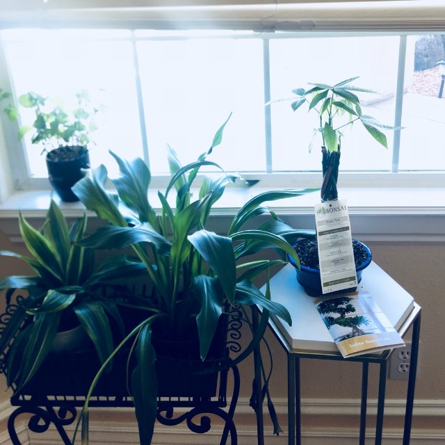 买了君君推荐的@亚马逊Brusse...