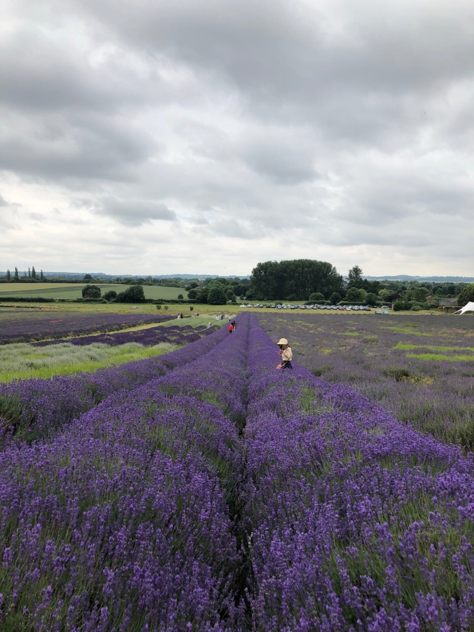 hitchin lavender field