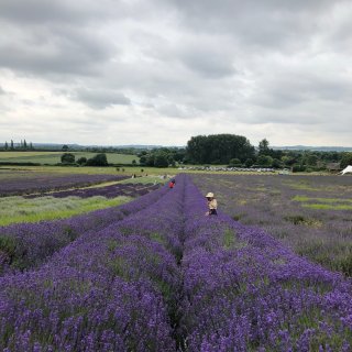 hitchin lavender field