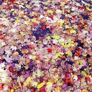 拍照+后期 | 每一片树叶都是秋天的情意...