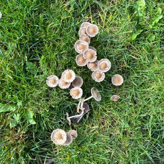 谁认识这是什么蘑菇？...