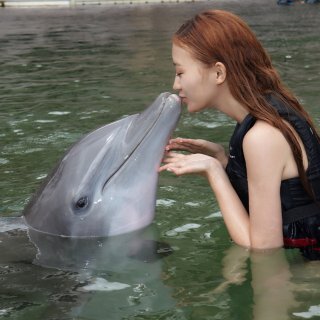 海豚会主动亲吻