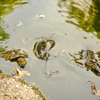 Caltech Turtle Pond, Pasadena