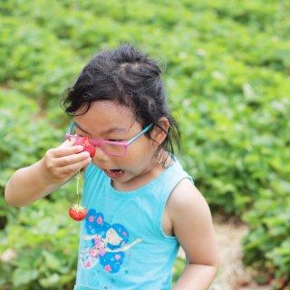 六月奇遇-MD附近农场摘草莓推荐-快和家...