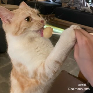 日本新宿撸猫🐱 CAT CAFE MOC...