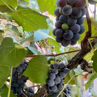 夏日特产｜自家种的葡萄🍇最特别...