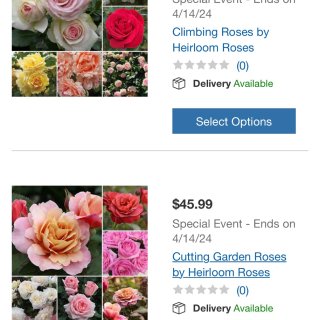 各种类型玫瑰特价中‼️包含数种爆款🌹...