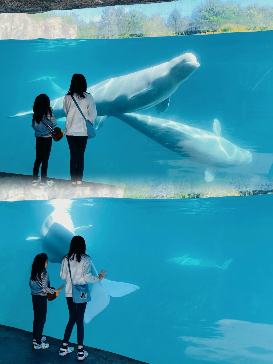 在Mystic Aquarium追白鯨😆...