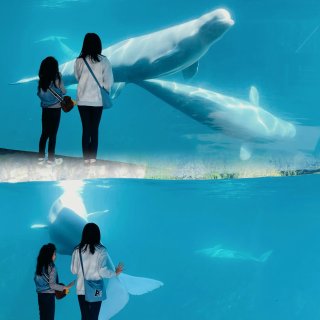 在Mystic Aquarium追白鯨😆...