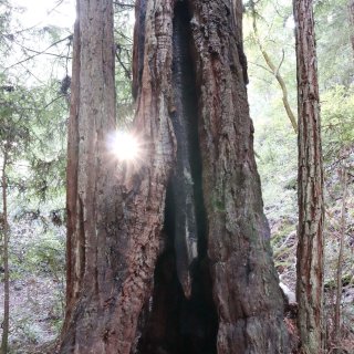 北加州灣區紅木溪流步道，走在侏羅紀公園的...
