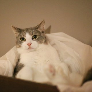 猫钟爱的猫抓板和木箱子...