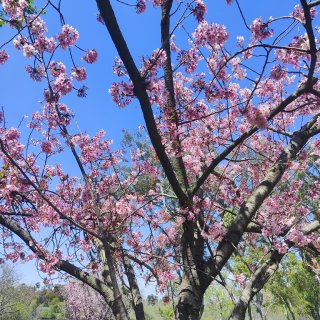 发掘橙县小众看樱花🌸的去处...