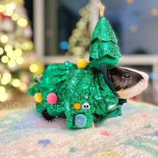 圣诞节🎄宠物穿搭 ｜ 荷兰猪的时装秀...