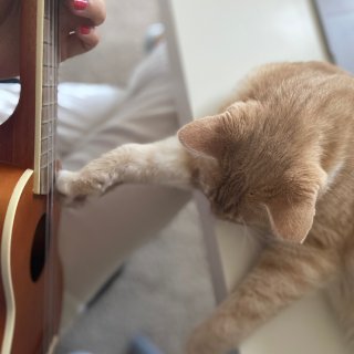 一只爱音乐的猫...