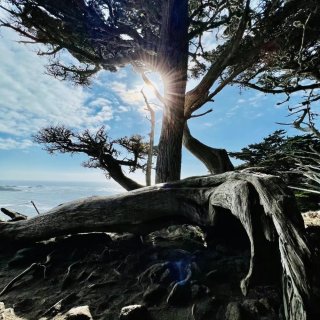 Point Lobos, 皇冠上的珍珠...