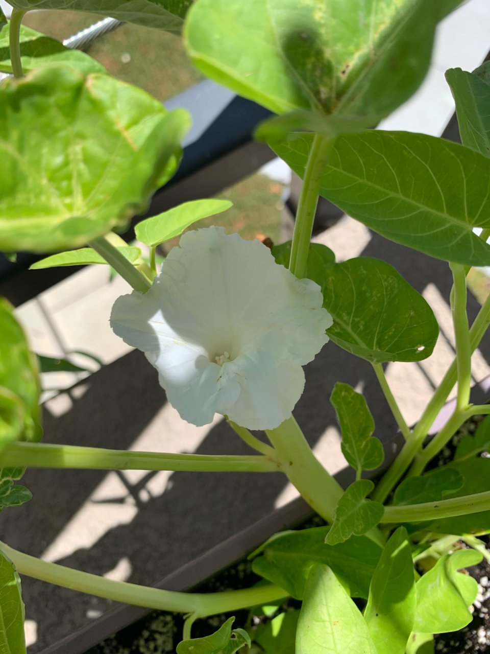 阳台菜园-白花一朵...