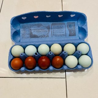 Happy Egg 彩色散养鸡蛋 (蓝壳...