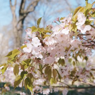 纽约中央公园｜我仿佛找到了和樱花合影的最...