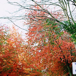 秋天的尾巴🍂｜行走在落叶的季节里...