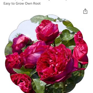 Stargazer Perennials Red Eden Climbing Rose Plant Potted | Fragrant Reblooming Red Hardy Climber - Easy to Grow Own Root : Garden & Outdoor