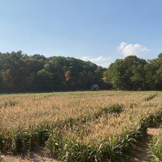 玉米地迷宫～美国乡村农家乐体验...